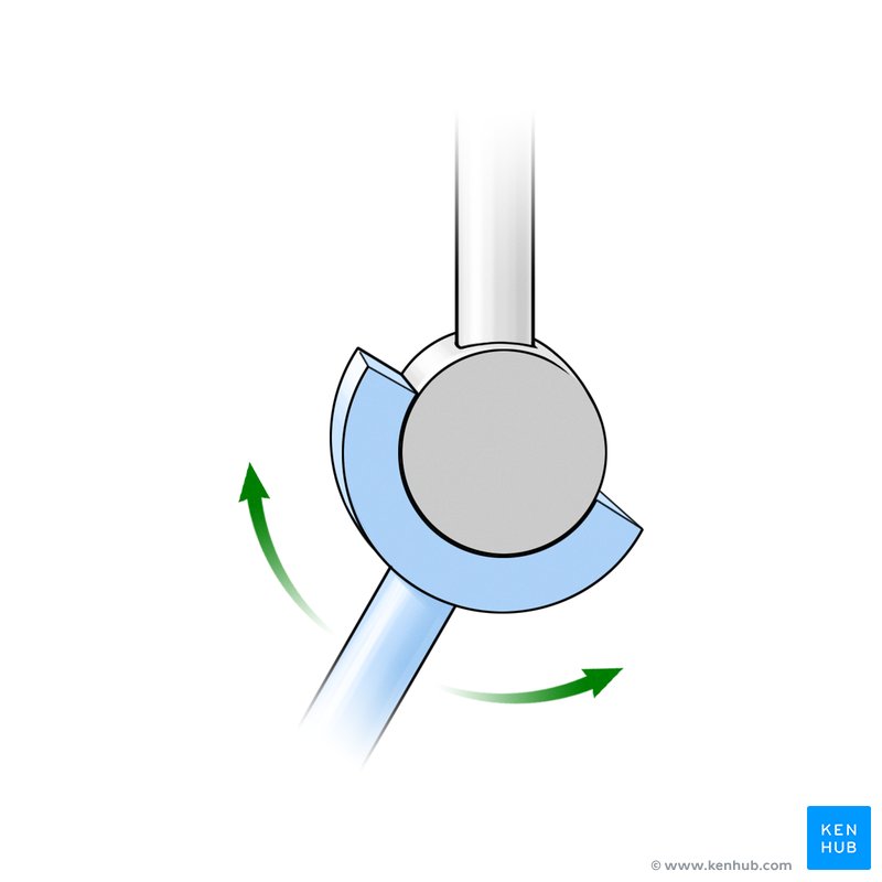 Movements at a hinge joint