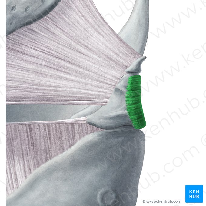 Musculus arytenoideus transversus (Querer Stellknorpelmuskel); Bild: Yousun Koh