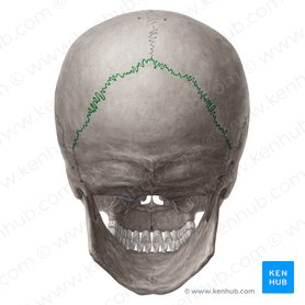 Skull: Anatomy, structure, bones, quizzes | Kenhub