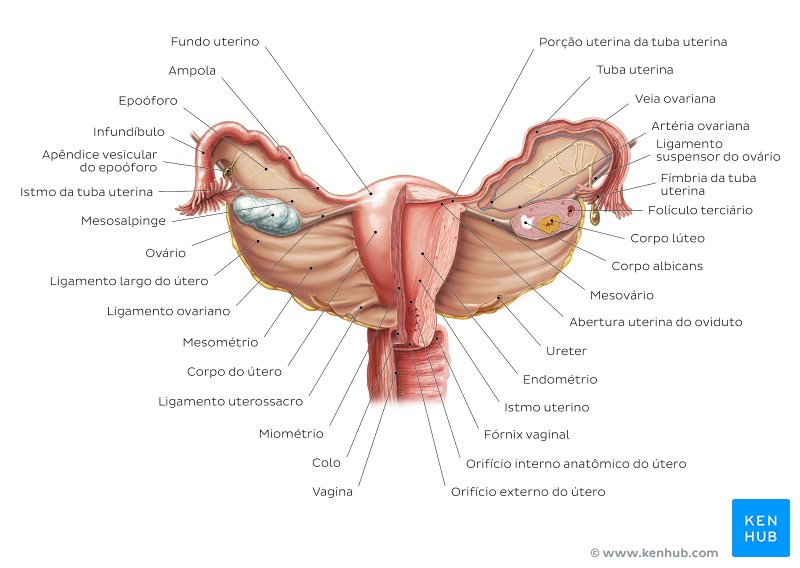 Anatomia do útero e dos ovários - vista anterior