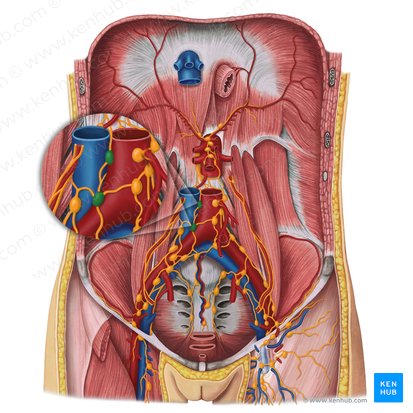 Intermediate lumbar lymph nodes (Nodi lymphoidei lumbales intermedii); Image: Irina Münstermann