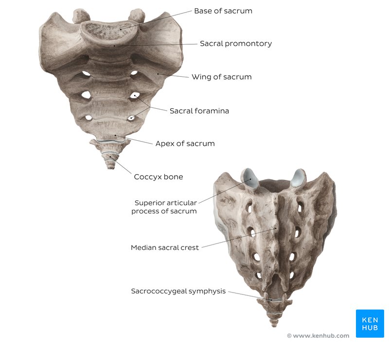 Sacrum and coccyx - anterior and posterior views