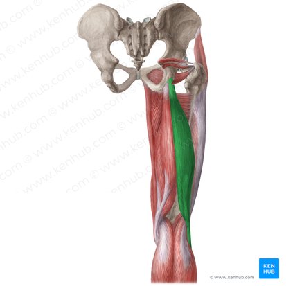 Músculo bíceps femoral (Musculus biceps femoris); Imagen: Liene Znotina