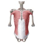 Muscles of the trunk