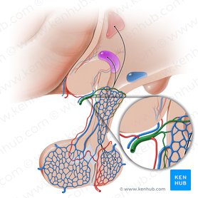 Arteria hipofisaria superior (Arteria hypophysialis superior); Imagen: Paul Kim
