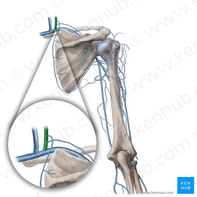 Vena yugular externa (Vena jugularis externa); Imagen: Yousun Koh