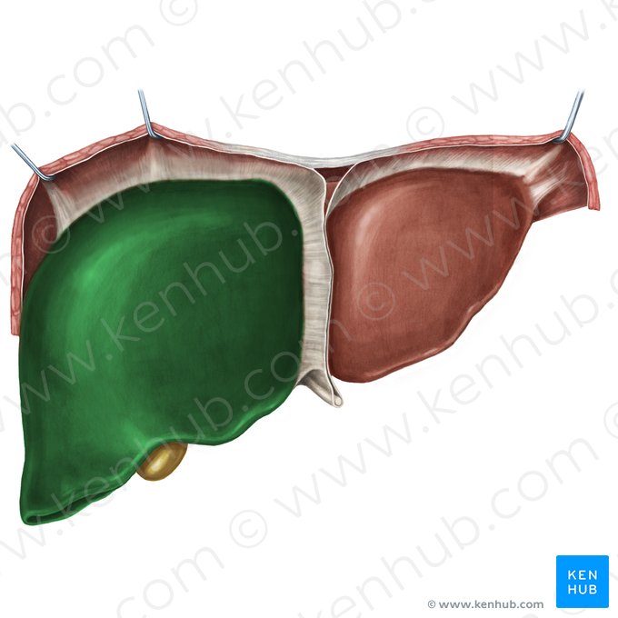 Lóbulo derecho del hígado (Lobus dexter hepatis); Imagen: Irina Münstermann