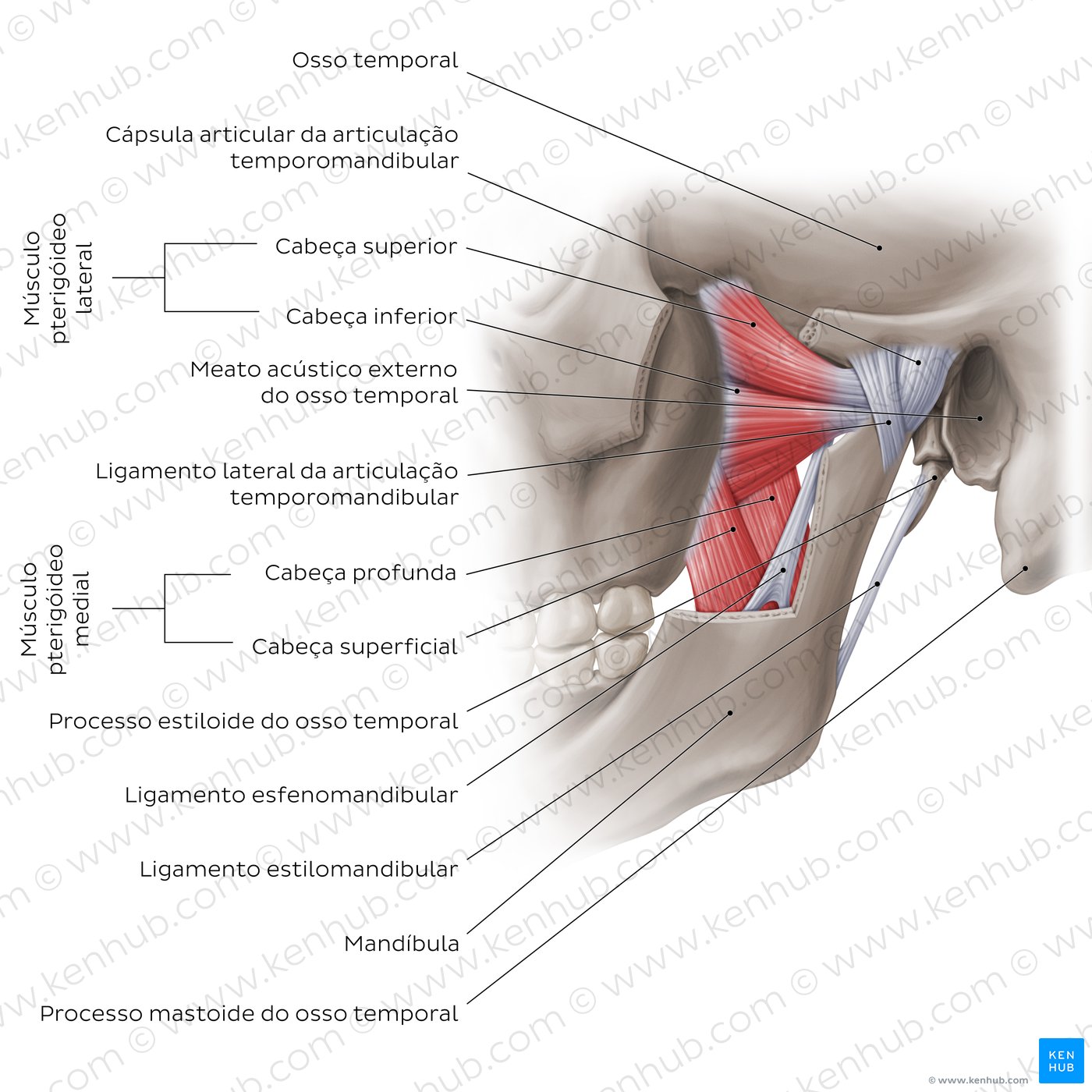 Vista externa da articulação temporomandibular