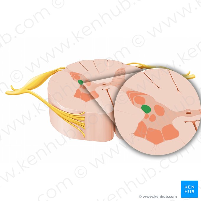 Substance grise viscérale secondaire de la moelle spinale (Substantia visceralis secundaria medullae spinalis); Image : Paul Kim