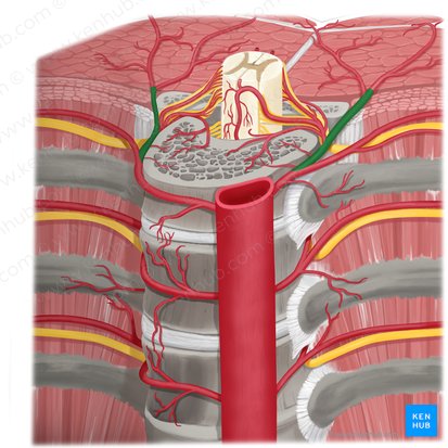 Ramus dorsalis arteriae intercostalis posterioris (Rückseitiger Ast der hinteren Zwischenrippenarterie); Bild: Rebecca Betts