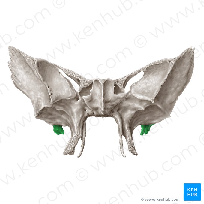 Spina ossis sphenoidalis (Stachel des Keilbeins); Bild: Samantha Zimmerman