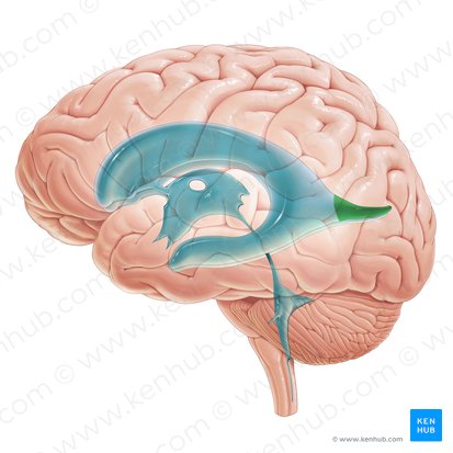 Asta occipital del ventrículo lateral (Cornu occipitale ventriculi lateralis); Imagen: Paul Kim