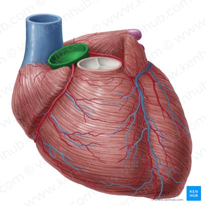 Aorta ascendens (Aufsteigende Aorta); Bild: Yousun Koh