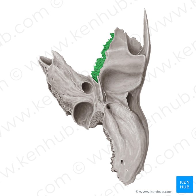 Borde esfenoidal del hueso temporal (Margo sphenoidalis ossis temporalis); Imagen: Samantha Zimmerman