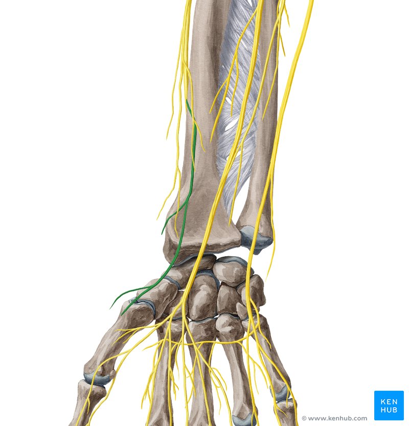Superficial branch of the radial nerve - ventral view