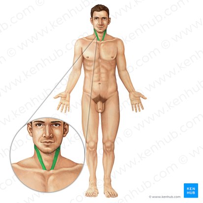 Músculo esternocleidomastoideo (Musculus sternocleidomastoideus); Imagen: Irina Münstermann