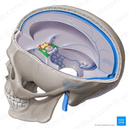 Cavernous sinus (Sinus cavernosus); Image: Paul Kim