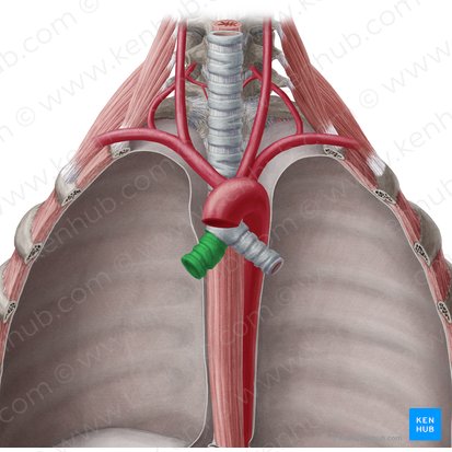 Right main bronchus (Bronchus principalis dexter); Image: Yousun Koh