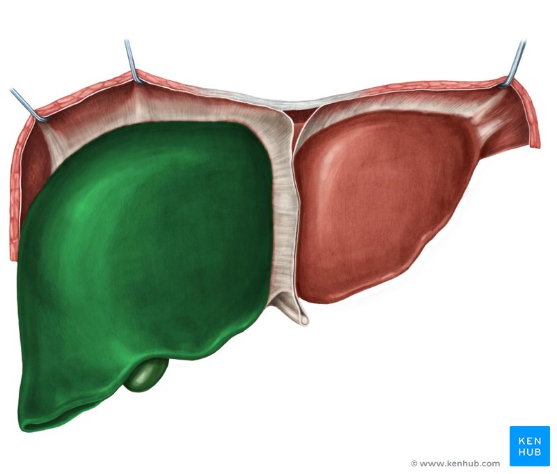 Right lobe of the liver - ventral view