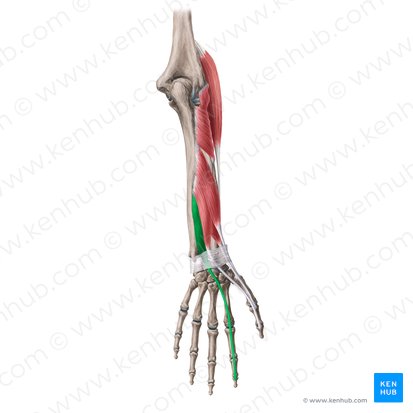 Músculo extensor del índice (Musculus extensor indicis); Imagen: Yousun Koh