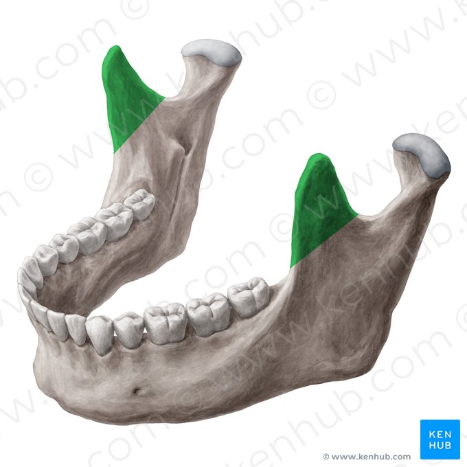 Processo coronoide da mandíbula (Processus coronoideus mandibulae); Imagem: Yousun Koh
