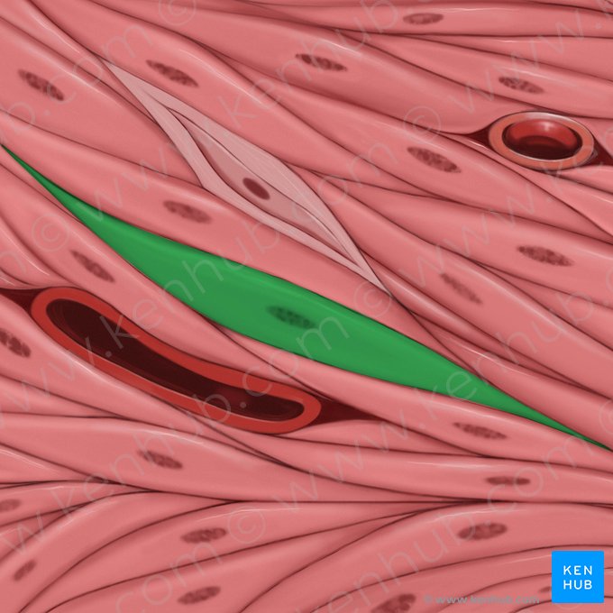 Smooth muscle cell (Myocytus levis); Image: Tal Bavli Ziv