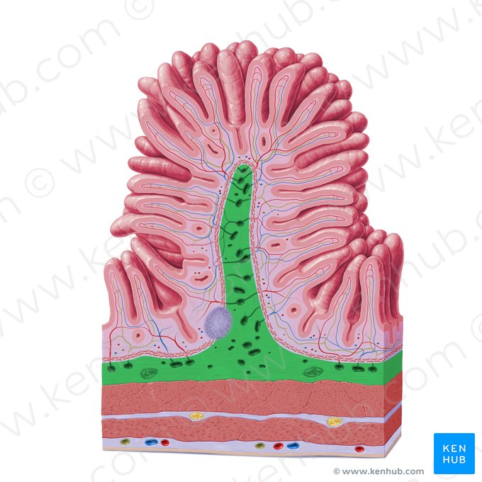 Submucosa (Tela submucosa); Imagem: Paul Kim