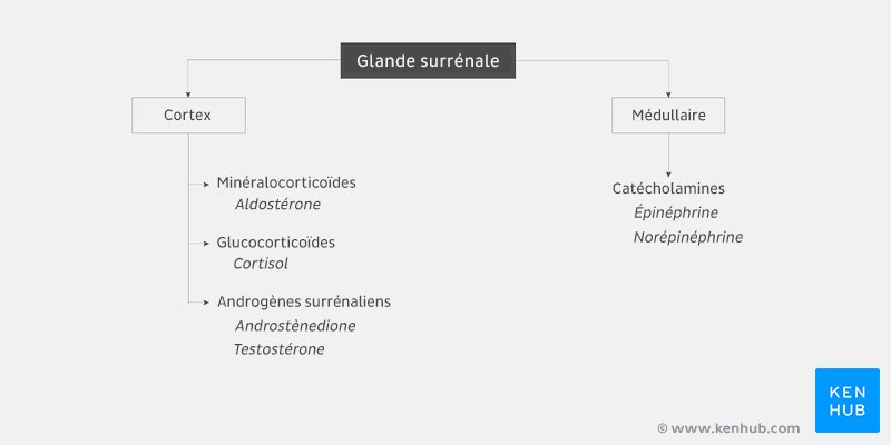 Hormones des glandes surrénales (schéma)