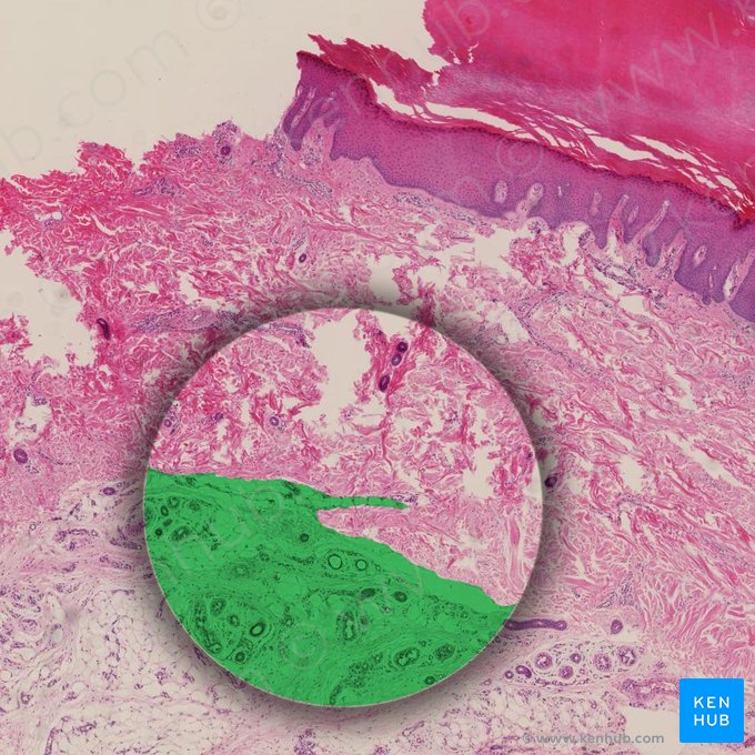 Subcutaneous tissue (Tela subcutanea); Image: 