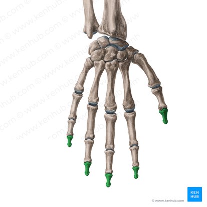 Falange distal da mão (Phalanx distalis manus); Imagem: Yousun Koh