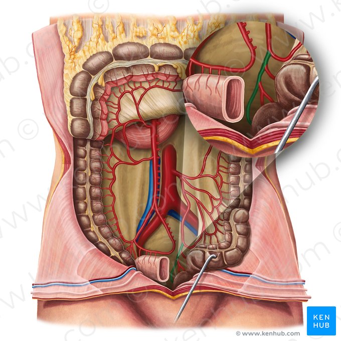 Arteria rectal superior (Arteria anorectalis superior); Imagen: Irina Münstermann