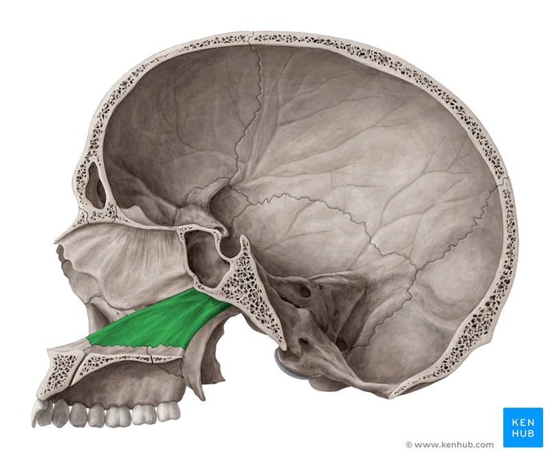 Vómer (verde) - vista medial