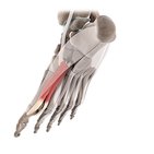 Medial plantar muscles of the foot (3D)