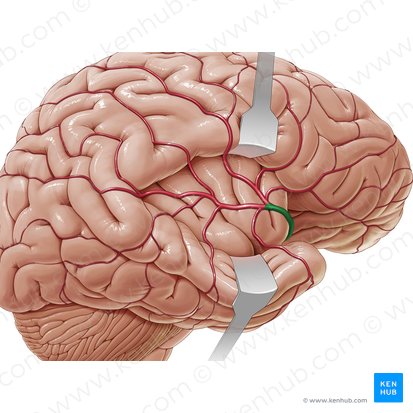 Middle cerebral artery (Arteria media cerebri); Image: Paul Kim