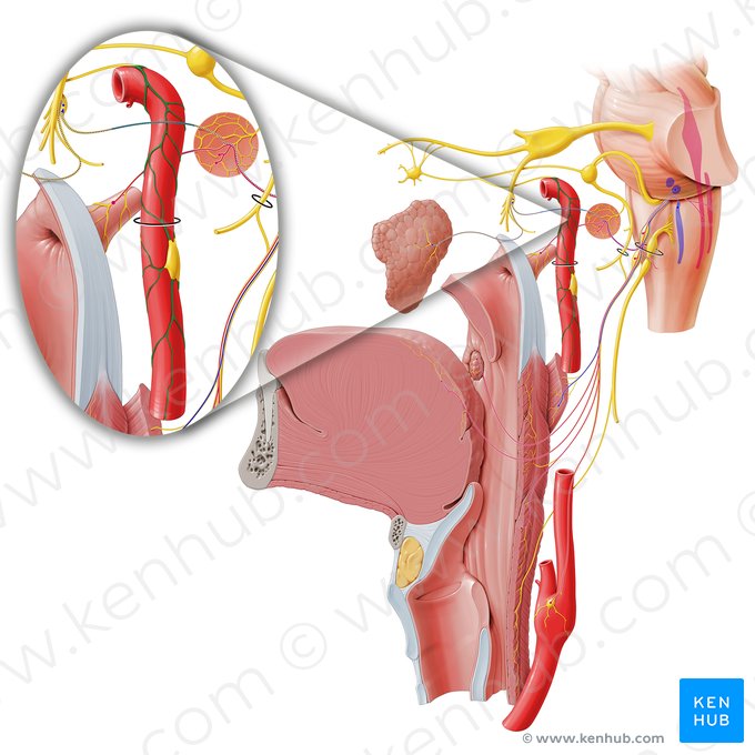 Internal carotid plexus (Plexus caroticus internus); Image: Paul Kim