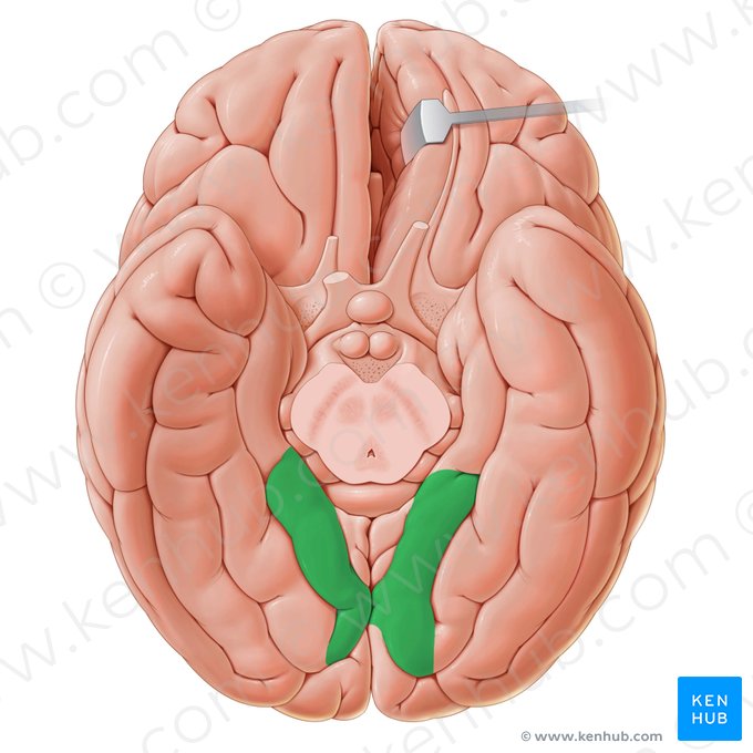 Giro lingual (Gyrus lingualis); Imagen: Paul Kim