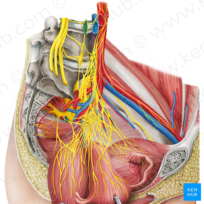 Lumbar ganglion of sympathetic trunk (Ganglion lumbale trunci sympathici); Image: Irina Münstermann