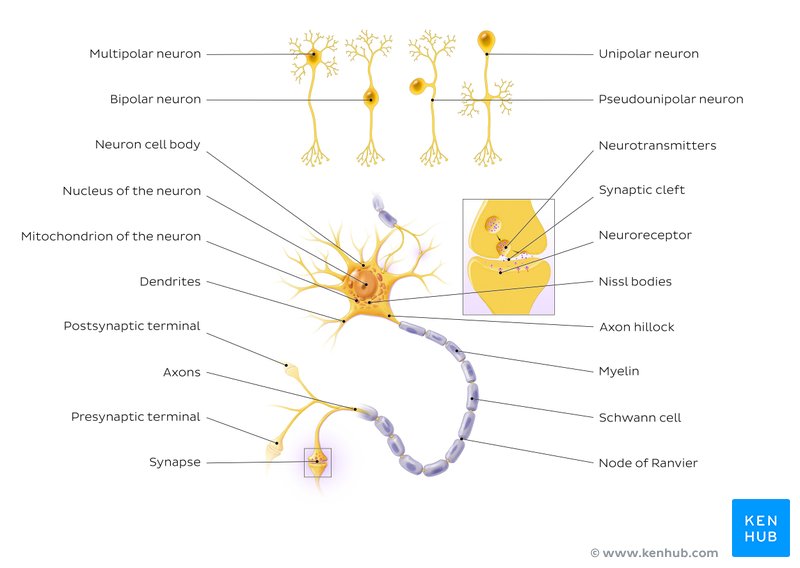 Types of neurons and synapse structure