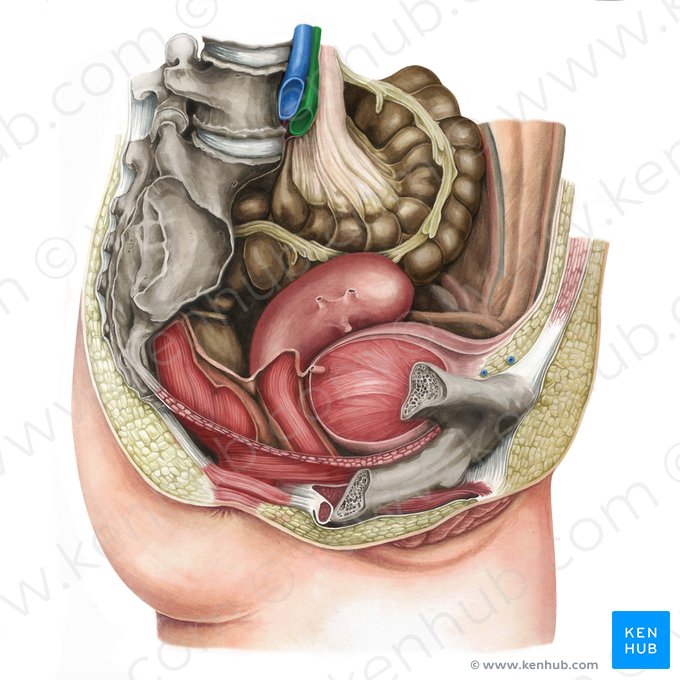 Right common iliac artery (Arteria iliaca communis dextra); Image: Irina Münstermann