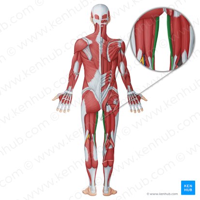 Gracilis muscle (Musculus gracilis); Image: Irina Münstermann