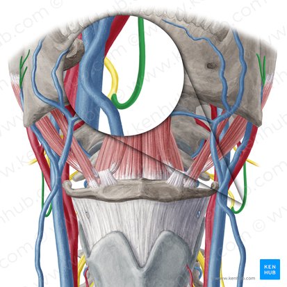 Great auricular nerve (Nervus auricularis magnus); Image: Yousun Koh