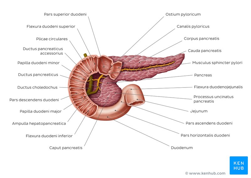 Anatomie des Pankreas und benachbarte Strukturen - ventrale Ansicht