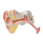 Introduction to the ear