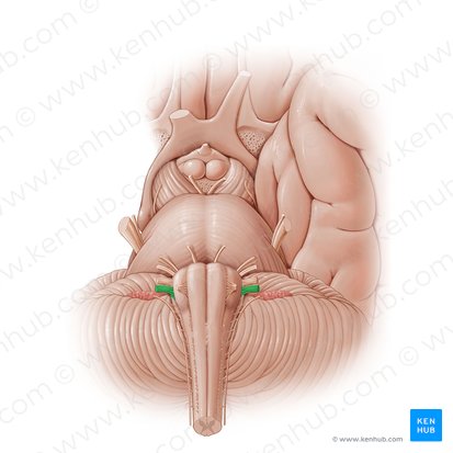 Vagus nerve (Nervus vagus); Image: Paul Kim