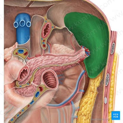 Receso esplénico (Recessus splenicus); Imagen: Irina Münstermann