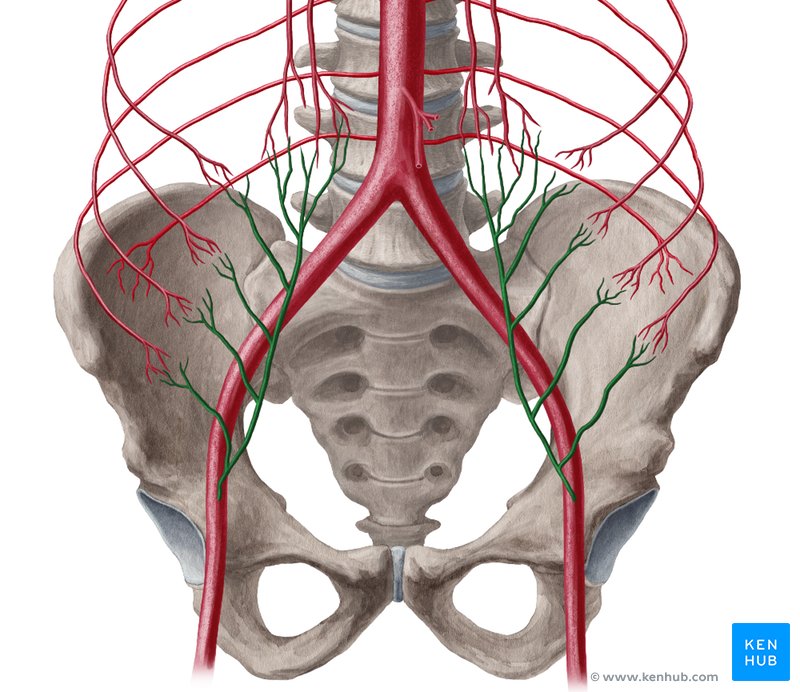 Arteria epigastrica inferior Anatomie, Verlauf und Äste Kenhub
