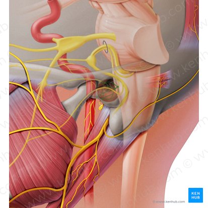 Tympanic plexus (Plexus tympanicus); Image: Paul Kim