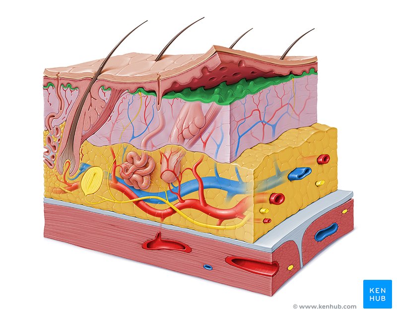 papillary-layer-location-function-structure-kenhub
