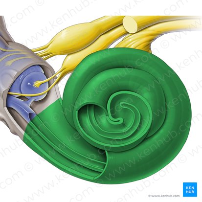 Cochlea (Hörschnecke); Bild: Paul Kim