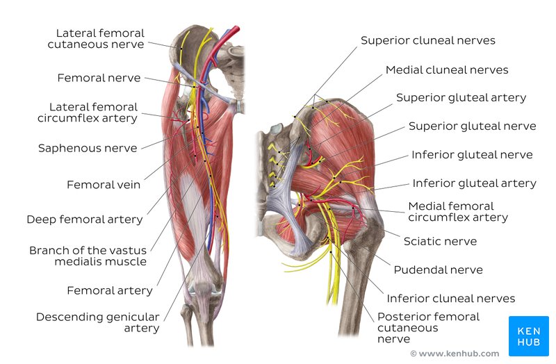 Arteries and nerves of the hip and thigh - anterior and posterior views